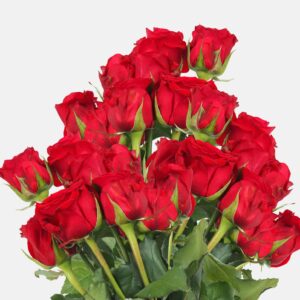 Beautiful Bouquet of Red Roses