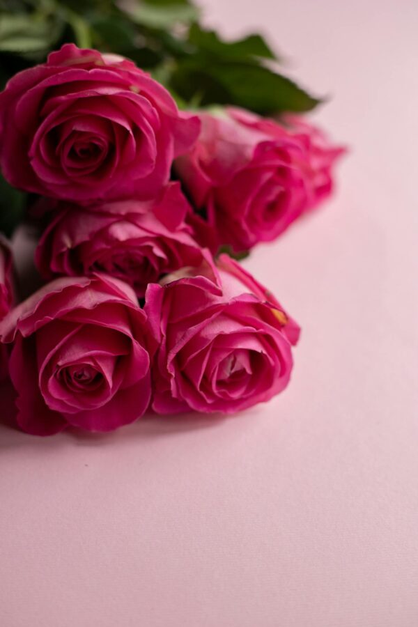 From above of gentle bouquet of fresh roses for Valentines Day on pink background