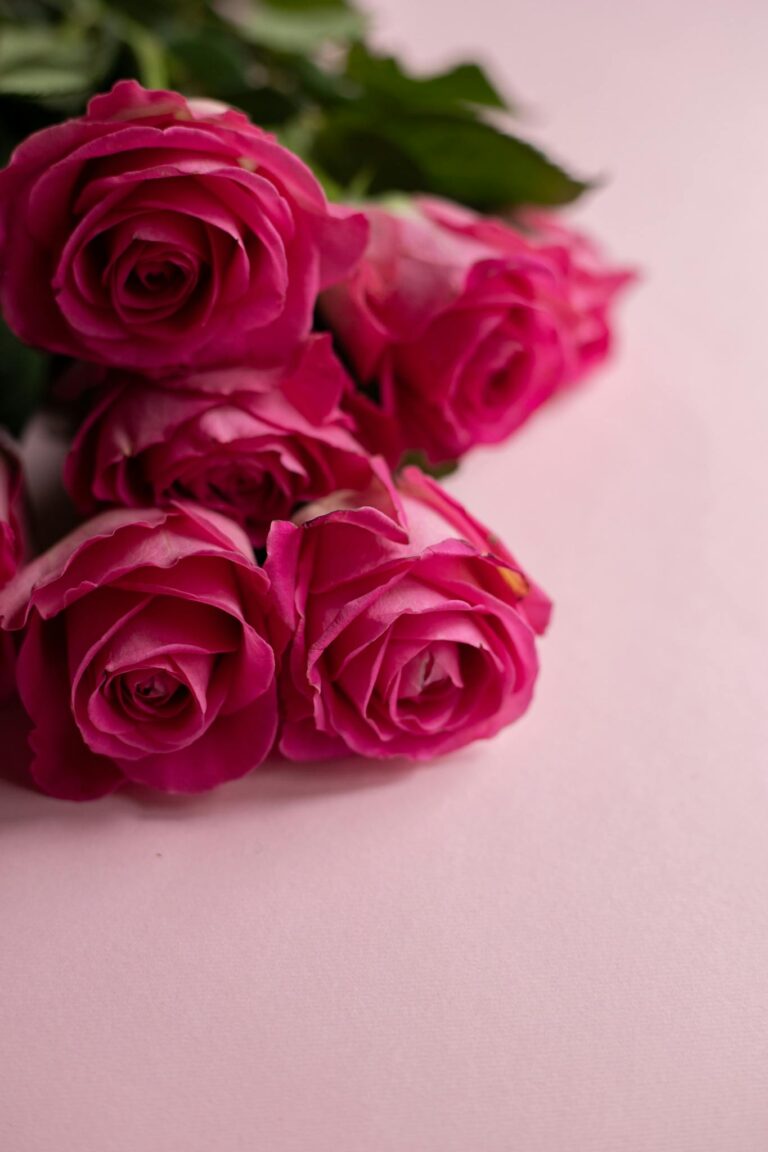 From above of gentle bouquet of fresh roses for Valentines Day on pink background