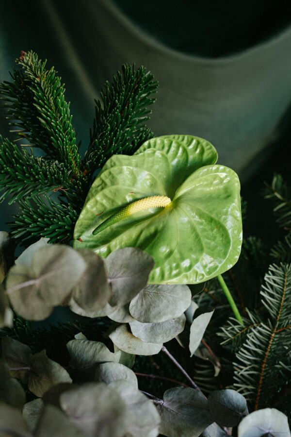 Green and White Flower Bud