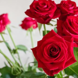 High angle of elegant bouquet of red fragrant roses placed in vase against white wall