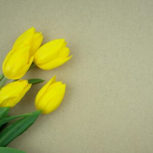 Yellow Tulips