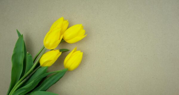 Yellow Tulips